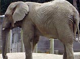 В Петербурге при перевозке сбежал слон. Но при проверке он оказался "уткой"