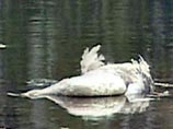 В Астраханской области от "птичего гриппа" погибли еще 12 лебедей