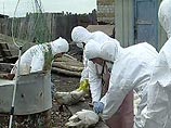 В Астраханской области от "птичьего гриппа" погибли еще 12 лебедей