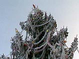 Главная новогодняя ель отправилась в Москву из Великого Устюга Главная новогодняя ель отправилась в Москву из Великого Устюга