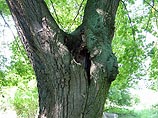 "Пахучий отшельник" (Osmoderma eremita) предпочитает селиться в дуплах старых деревьев, растущих в солнечных местах. Это насекомое относится к "зонтичному" виду - вместе с ним обитают животные нескольких сотен видов