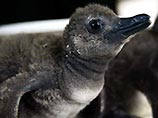 Из британского зоопарка украли пингвиненка Тогу