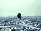 Первые следы загрязнений Амура в Хабаровске: в городе ощущается неприятный запах хлорфенола
Первые следы загрязнений Амура в Хабаровске: в городе ощущается неприятный запах хлорфенола