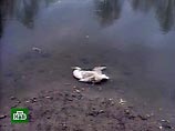 За полтора месяца от птичьего гриппа на юге России погибли более 700 диких птиц За полтора месяца от птичьего гриппа на юге России погибли более 700 диких птиц