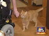 50-летний Гарри Рошейзон упал с инвалидного кресла и не мог подняться из-за случившегося микроинсульта. Его рыжий кот Томми смог набрать на телефоне номер службы спасения