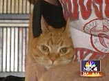 В США кот спас жизнь хозяину, позвонив по телефону в службу 911