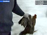 В Индонезии подтвержден 12 случай гибели человека от "птичьего гриппа" В Индонезии подтвержден 12 случай гибели человека от "птичьего гриппа"