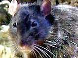 В США пойманная мышь дорого продала свою жизнь, спалив хозяйский дом