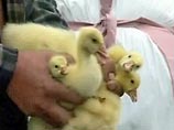 Весной в России начнется вакцинация людей и домашних птиц от "птичьего гриппа"
