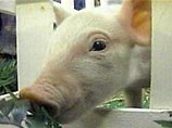На Тайване ученые вырастили трех светящихся зеленых свиней