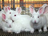 Британские ученые пытаются получить разрешения на создание гибридных эмбрионов человека и кролика