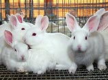 Британские ученые пытаются получить разрешения на создание гибридных эмбрионов человека и кролика Британские ученые пытаются получить разрешения на создание гибридных эмбрионов человека и кролика