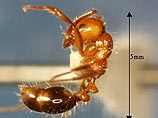 Израиль атаковал новый для этой страны вид насекомых - огненные муравьи