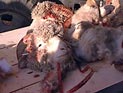 За последние дни хаджа принесено в жертву более миллиона голов скота За последние дни хаджа принесено в жертву более миллиона голов скота