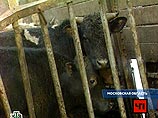 После столкновения перепуганные коровы, не доехавшие до скотобойни, выскочили из опрокинувшейся машины Volvo и доставили массу неприятностей столичным автолюбителям и сотрудникам ГИБДД После столкновения перепуганные коровы, не доехавшие до скотобойни, выскочили из опрокинувшейся машины Volvo и доставили массу неприятностей столичным автолюбителям и сотрудникам ГИБДД