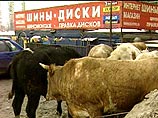 Пятница, 13-е: милиция расстреляла стадо животных, не доехавших до скотобойни в Москве (ФОТО)