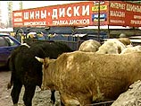 Пятница, 13-е: милиция расстреляла стадо животных, не доехавших до скотобойни в Москве (ФОТО) Пятница, 13-е: милиция расстреляла стадо животных, не доехавших до скотобойни в Москве (ФОТО)