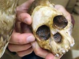 Тайна кончины самого, по некоторым данным, далекого нашего предка, "Таунгского ребенка", как называют древние останки ребенка-питекантропа, погибшего в возрасте 3,5 лет, давно занимала ученых, поскольку может пролить свет на теорию эволюции человека Тайна кончины самого, по некоторым данным, далекого нашего предка, "Таунгского ребенка", как называют древние останки ребенка-питекантропа, погибшего в возрасте 3,5 лет, давно занимала ученых, поскольку может пролить свет на теорию эволюции человека