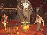 В цирке Ярославля слонов от морозов спасают ведром водки