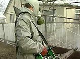 В детском саду Севастополя обнаружен "птичий грипп"