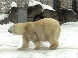 Московский зоопарк выступил с обращением: в мороз зверей нельзя поить алкоголем, они еще больше замерзают