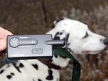 В Швейцарии поступил в продажу GPS-приемник для собак, позволяющий находить их за 5 минут