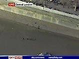 Кит длиной 5-6 метров заплыл в Темзу и добрался до центральной части Лондона