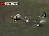 Как передает британский телеканал Sky News, кита заметили около 16 часов по московскому времени близ зданий парламента, затем у галереи Тейт. Затем кит лег в дрейф, а лондонцы с удивлением взирали на животное с мостов и набережных