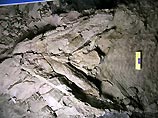 Предки людей дышали ушами, установили ученые Предки людей дышали ушами, установили ученые