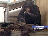 Совсем необычно выглядит сегодня в Челябинском зоопарке шимпанзе Боня. Нагрянувшие на Южный Урал 30-градусные морозы заставили его облачиться в солдатскую шинель. Говорят, он при этом даже честь научился отдавать