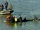 Ситуация наконец позволила реально предпринять попытку спасти кита-бутылконоса, который вторые сутки плавает в Темзе в городской черте Лондона