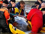 Водолазам из Британской команды спасения морских животных удалось подвести под бутылконоса прочный желтый тент с двумя поплавками
