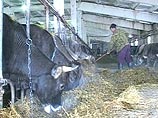 Аграрии и малый бизнес больше других пострадали от морозов Аграрии и малый бизнес больше других пострадали от морозов