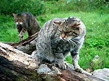 Новый закон в Британии: владельцы животных, не развивающие их умственные способности, отправятся в тюрьму
Новый закон в Британии: владельцы животных, не развивающие их умственные способности, отправятся в тюрьму