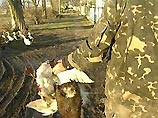 В Крыму в курортной зоне началась массовая гибель диких птиц от "птичьего гриппа" В Крыму в курортной зоне началась массовая гибель диких птиц от "птичьего гриппа"