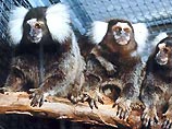 Nature: в ожидании потомства обезьяны-самцы полнеют Nature: в ожидании потомства обезьяны-самцы полнеют
