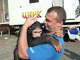 Пугачеву и Сердючку заменили шимпанзе Пугачеву и Сердючку заменили шимпанзе