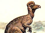Знаменитые гребни утконосых динозавров служили для секса, выяснили ученые