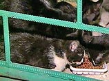 Проверка, проведенная столичной прокуратурой, помогла освободить кошек, замурованных в подвале одного из московских домов Проверка, проведенная столичной прокуратурой, помогла освободить кошек, замурованных в подвале одного из московских домов
