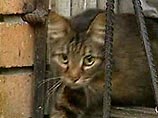 Столичная   прокуратура освободила  кошек,  замурованных в подвале жилого дома 