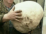 В Кемеровской области обнаружили гигантский гриб-дождевик весом более 5 кг