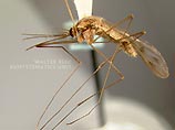 Нацисты под руководством самого знаменитого маляриолога того времени Эриха Мартини, личного друга Гиммлера, создали необходимые условия для размножения смертоносных Anopheles labranchiae, комаров-убийц, разносчиков малярии