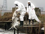 Об этом в среду сообщил президент института Рейнхард Курт по телеканалу ZDF. По его словам, нет никаких сомнений в том, что в крови двух из четырех мертвых лебедей, найденных на острове Рюген в Балтийском море, выявлено наличие вируса Н5N1