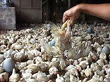 В Дагестане подтверждена массовая гибель кур от "птичьего гриппа"