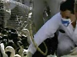 В Египте зафиксированы первые случаи гибели пернатых от "птичьего гриппа" В Египте зафиксированы первые случаи гибели пернатых от "птичьего гриппа"