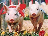 Поросячья олимпиада соберет в Москве свиней со всего мира