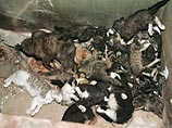В Санкт-Петербурге в заброшенном доме на набережной Обводного канала, 59 найдена свалка десятков трупов животных - котят и щенков
