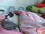 В китайской провинции живет кот, который весит 15 кг