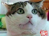В китайской провинции Шаньдун живет кот, который весит 15 кг (ФОТО)