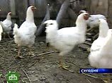 В Грузии из-за "птичьего гриппа" запрещена торговля живой птицей